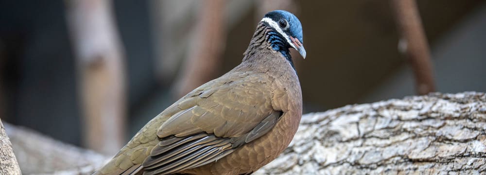 Kubataube im Zoo Zürich.