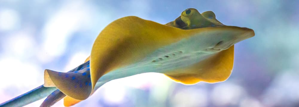 Blaupunktrochen im Aquarium des Zoo Zürich.