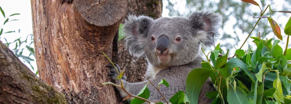 Koala Milo in der Australienaussenanlage im Zoo Zürich.