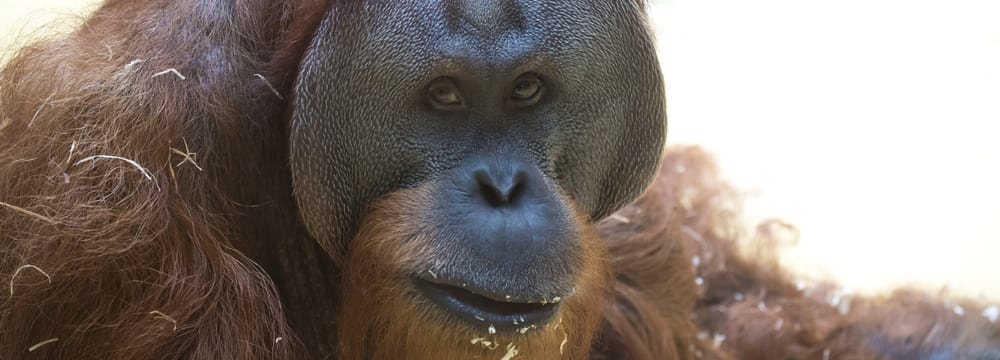 Nahaufnahme von Orang-Utan Djarius 