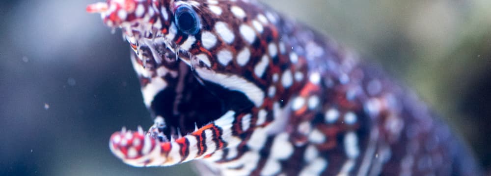 Drachenmuräne im Zoo Zürich
