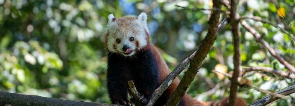 Kleiner Panda Siddhi zum ersten Mal in der Anlage.