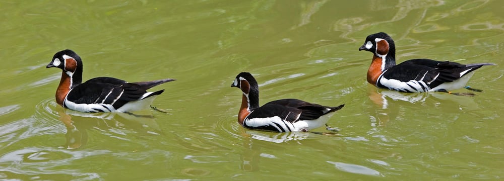Rothalsgänse im Zoo Zürich.