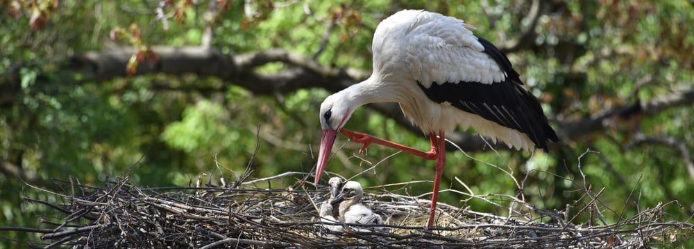 Europäische Weissstörche im Zoo Zürich.