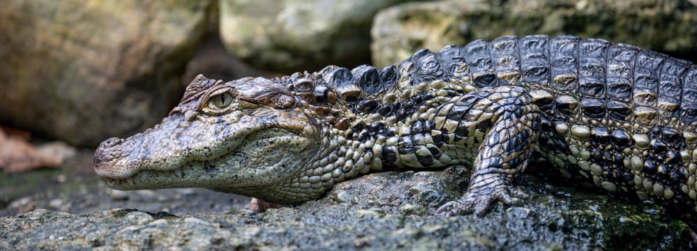 Breitschnauzenkaiman im Exotarium des Zoo Zürich.