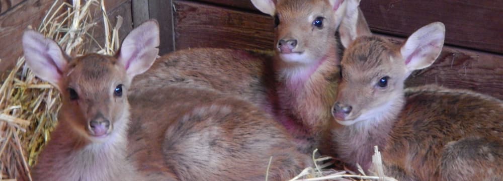 Junge Burma-Leierhirsche im Zoo Zürich.