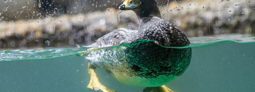Magellan-Dampfschiffente im Zoo Zürich.