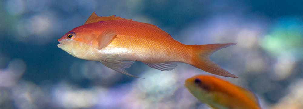 Flammen-Fahnenbarsch (Pseudanthias ignitus) im Zoo Zürich.