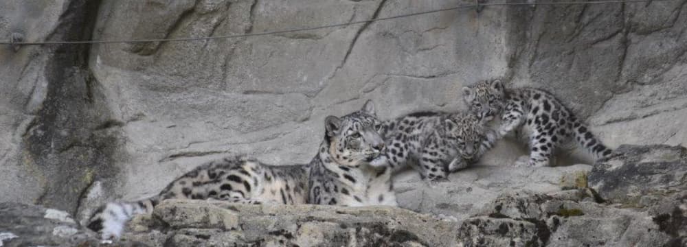 Schneeleoparden im Zoo Zürich.