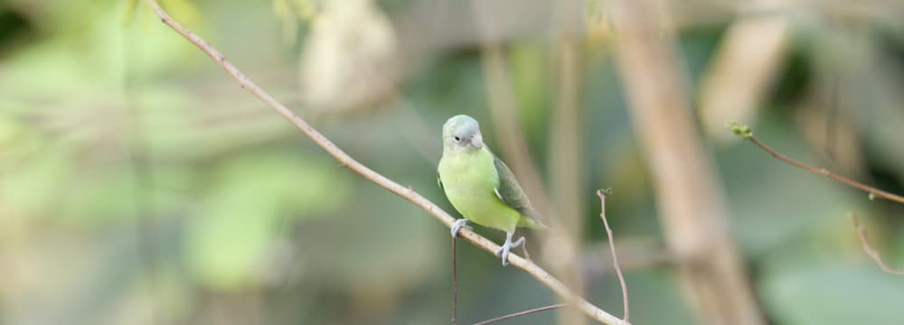 Grauköpfchen im Zoo Zürich.