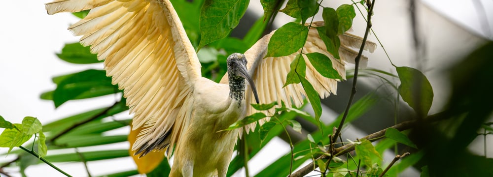 Hellaugenibis im Masoala Regenwald des Zoo Zürich.