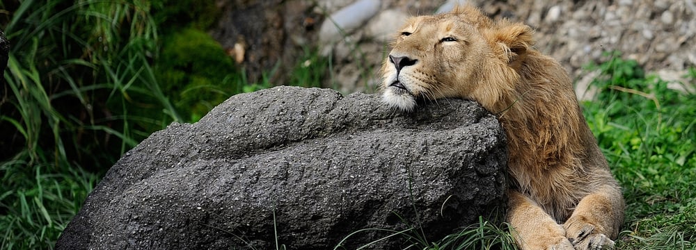 Indischer Löwe im Zoo Zürich