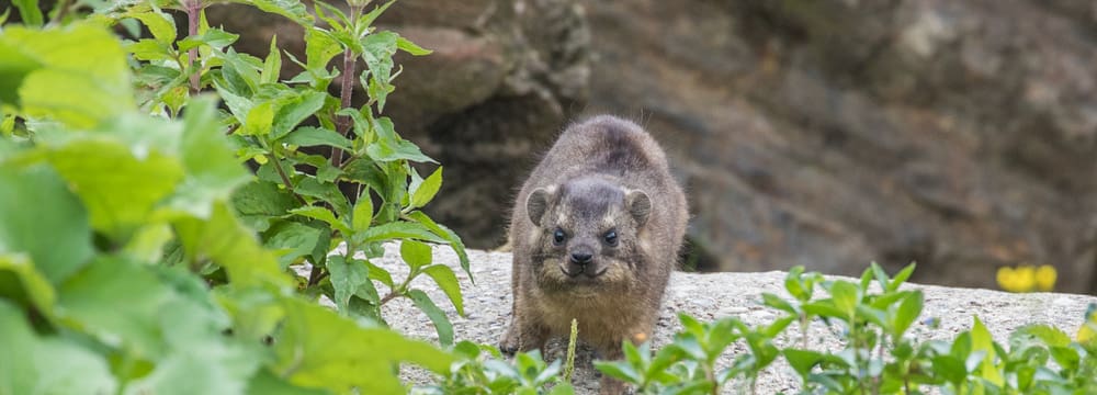Junger Kap-Klippschliefer im Zoo Zürich.