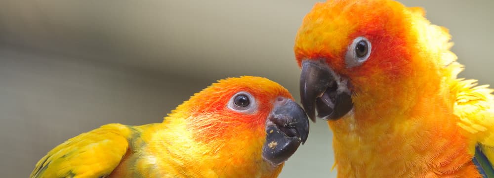 Sonnensittiche im Zoo Zürich.