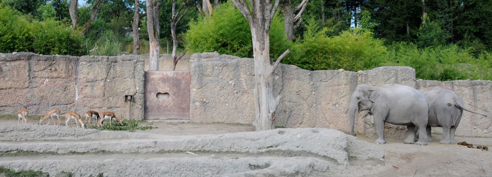 Hirschziegenantilopen und Asiatische Elefanten im Zoo Zürich.