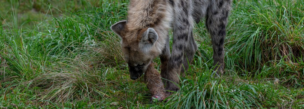 Eine Typfelhyäne im Zoo Zürich frisst ein totes Erdmännchen.