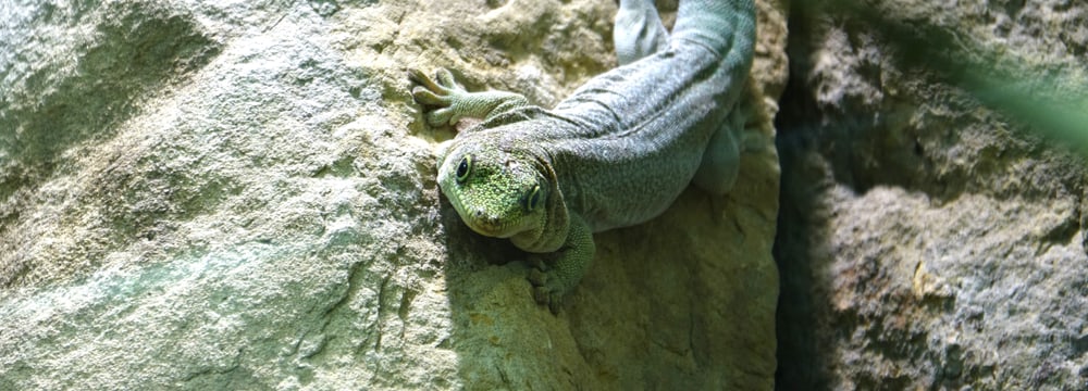 Querstreifen-Taggecko im Zoo Zürich.