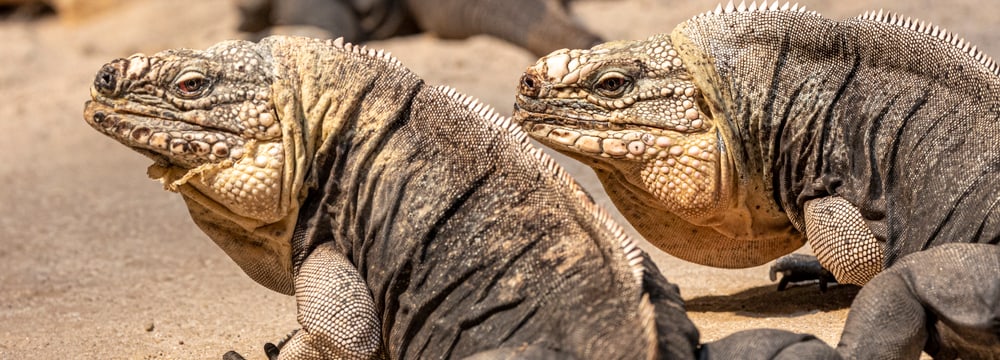 Exuma-Wirtelschwanzleguane im Zoo Zürich.