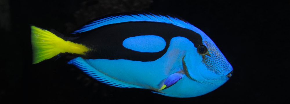 Paletten-Doktorfisch im Zoo Zürich.