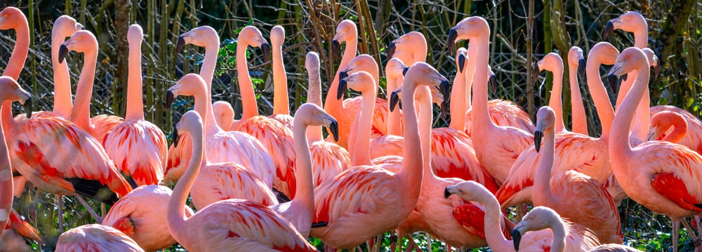 Chileflamingos in ihrer provisorischen Anlage auf der Vogelwiese.