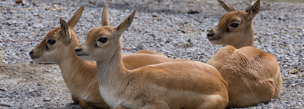 Junge Hirschziegenantilopen im Zoo Zürich.