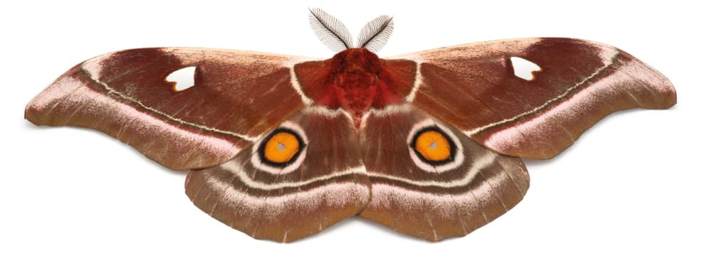 Nachtfalter Bunaea aslauga Kirby, 1877, aus dem Buch Magic Eyes of Madagascar von Armin Dett.