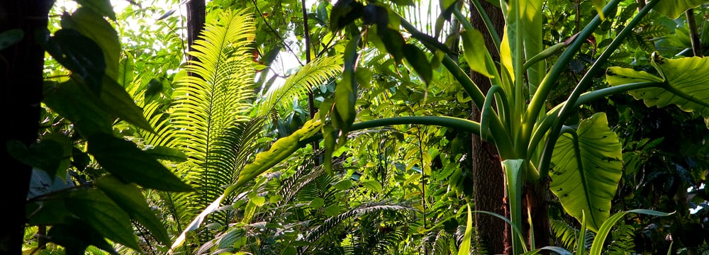 Pflanzen im Masoala Regenwald des Zoo Zürich