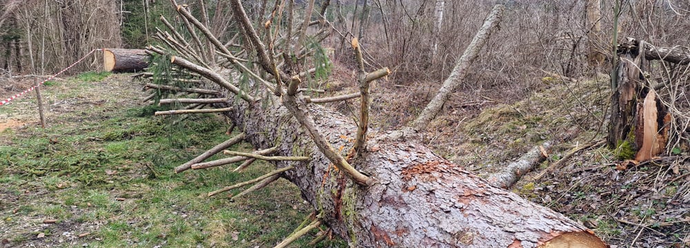 Der Baum, der im Panterra-Rotationssteg («Catwalk») verbaut wird.