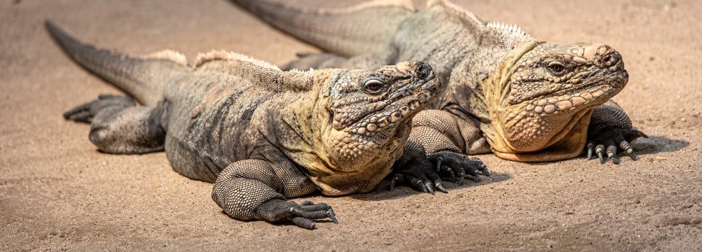 Exuma-Wirtelschwanzleguane im Australienhaus des Zoo Zürich.
