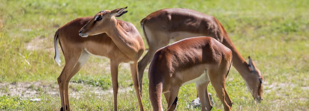 Impalas in der Lewa Savanne im Zoo Zürich.