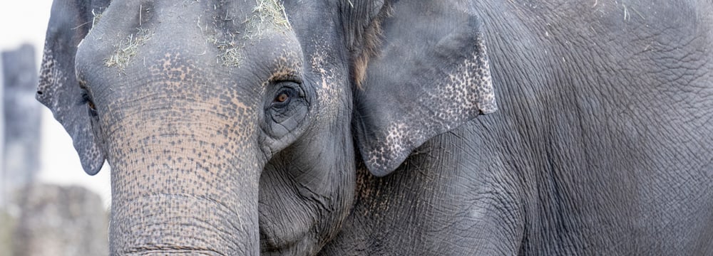 Der Asiatische Elefant Panang im Tierpark Hellabrunn in München.