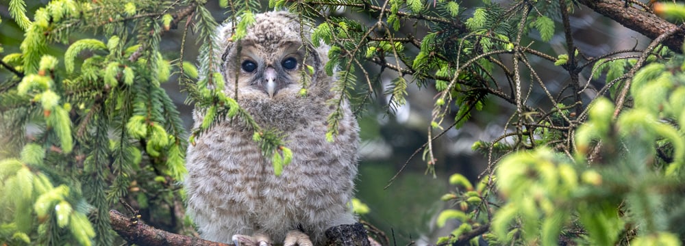 Junger Habichtskauz im Zoo Zürich.