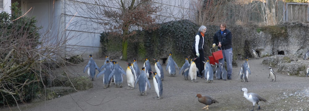 Erlebnisgutschein Pinguin im Zoo Zürich