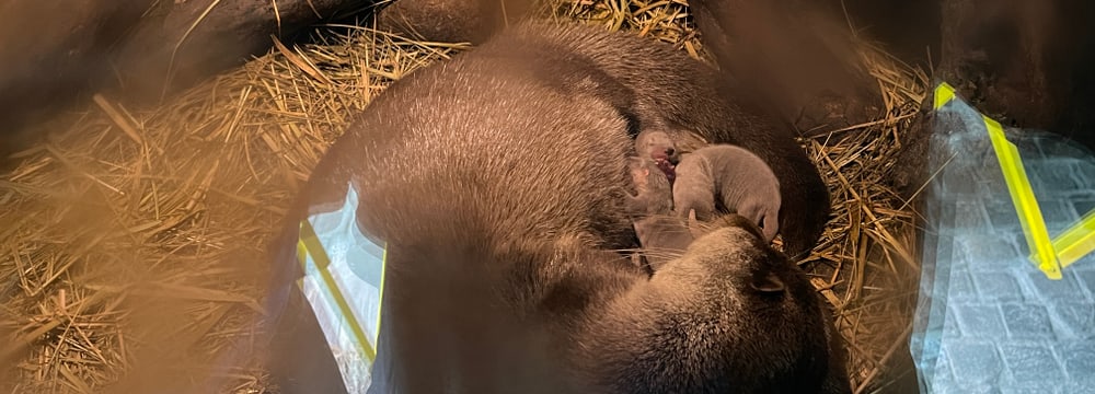 Junge Europäische Fischotter mit Mutter Lulu im Zoo Zürich.