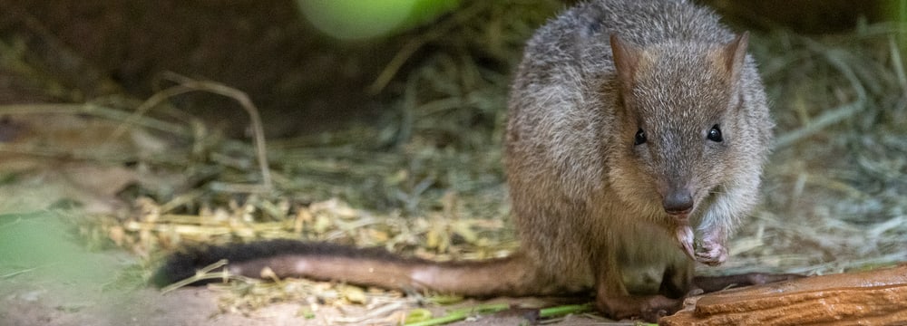 Bürstenschwanz-Rattenkänguru im Zoo Zürich