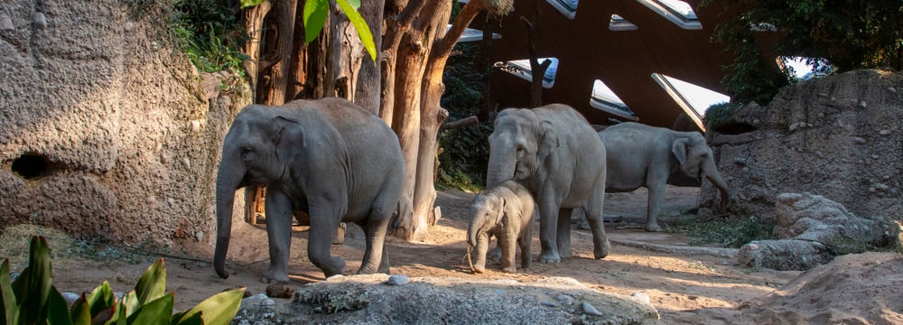 Asiatische Elefanten Omysha, Umesh, Chandra und Indi im Kaeng Krachan Elefantenpark des Zoo Zürich.