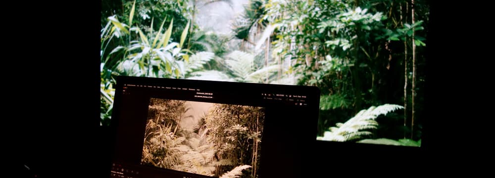 Color grading des Films «Der Unsichtbare Zoo», Szene Ökosystem-Halle «Masoala Regenwald», Zoo Zürich 2024 © Pantera Film GmbH