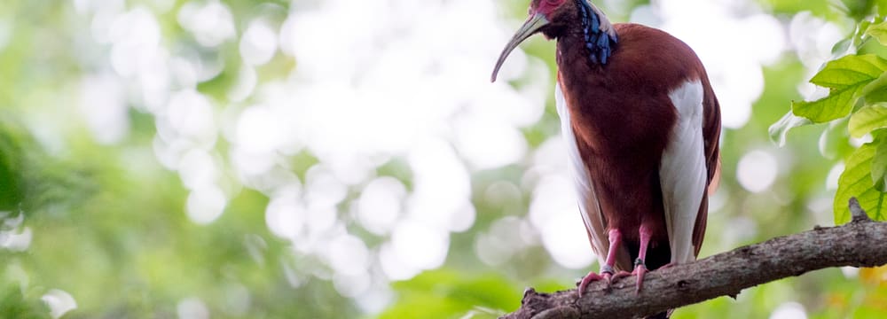 Mähnenibis im Masoala Regenwald im Zoo Zürich.