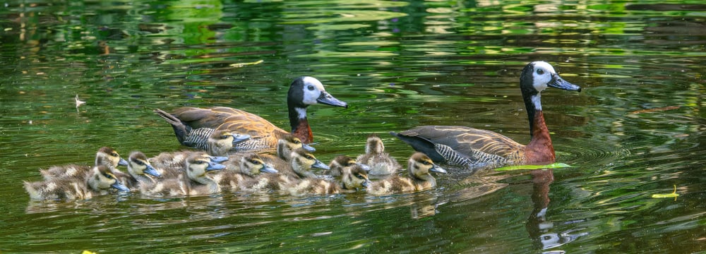 Witwenpfeifgänse mit Küken im Masoala Regenwald des Zoo Zürich.