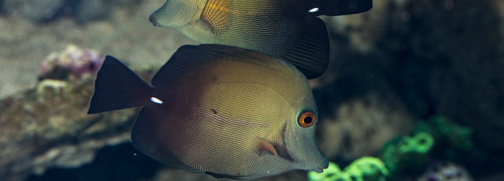 Brauner Segelflossen-Doktorfisch im Zoo Zürich