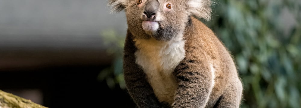 Koala im Zoo Zürich