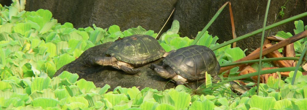 Dunkle Pelomedusen-Sumpfschildkröten im Zoo Zürich.