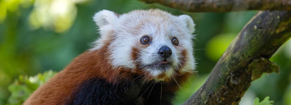 Kleiner Panda Siddhi zum ersten Mal in der Anlage.