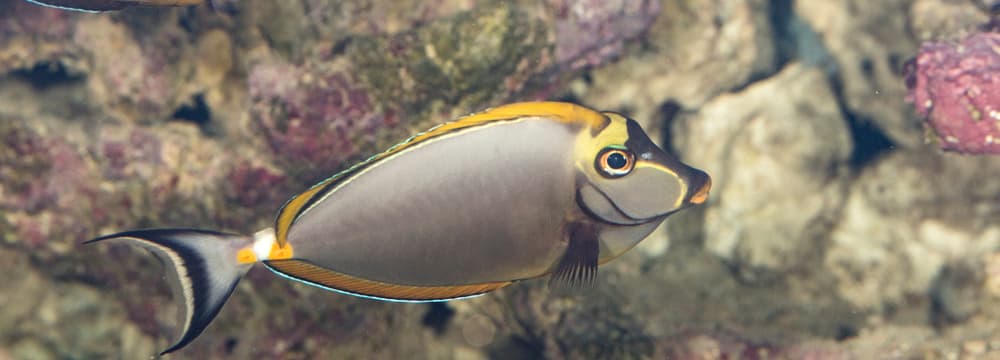 Indischer Gelbklingen-Nasendoktorfisch