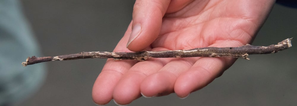 Stabschrecke mit angelegten Gliedmassen.