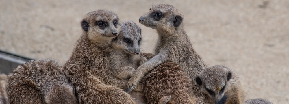 Erdmännchen in der Lewa Savanne des Zoo Zürich.