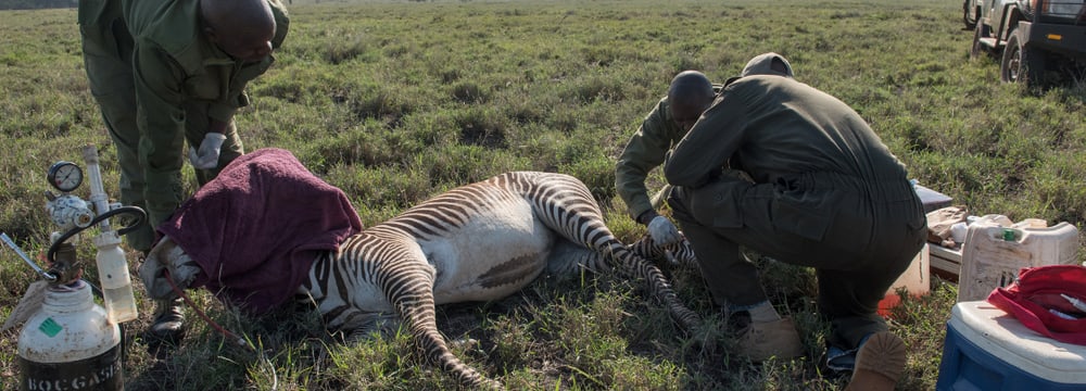 Tierarzt Matthew Mutinda verarztet im Lewa Wildlife Conservancy ein Grevyzebra.