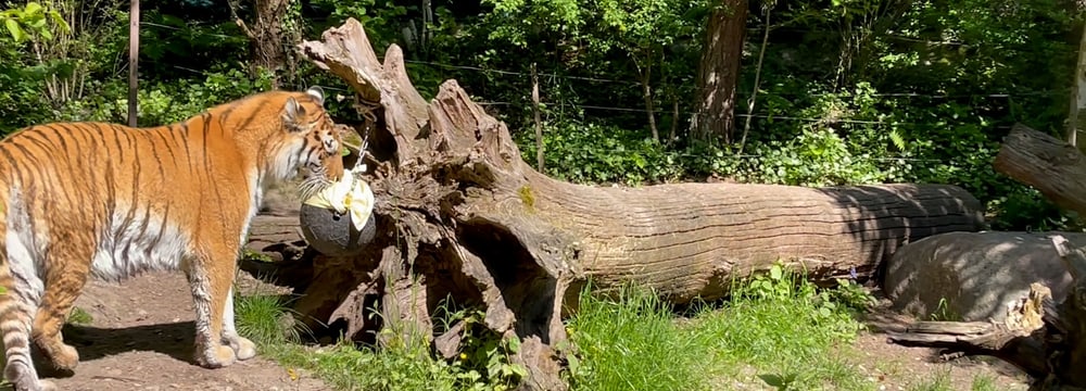 Das Amurtigerweibchen Irina reibt sich an einem Tuch, das danach als Geruchsprobe verwendet wird.