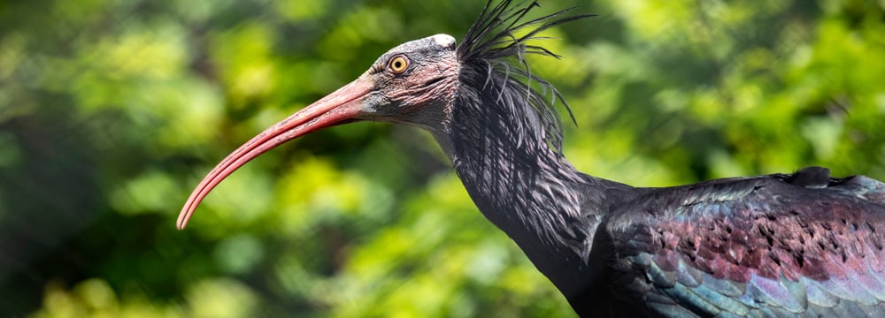 Waldrapp im Zoo Zürich.