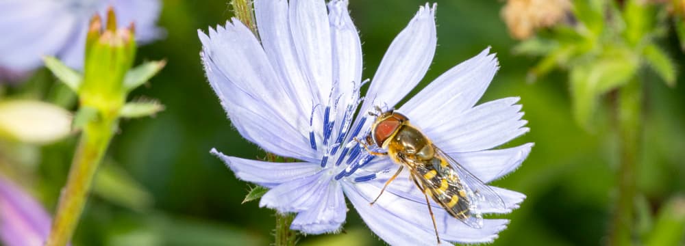 Frühe Grossstirnschwebfliege auf einer einheimischen Blume im Zoo Zürich.
